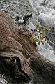 Rheinfall Schaffhausen_17